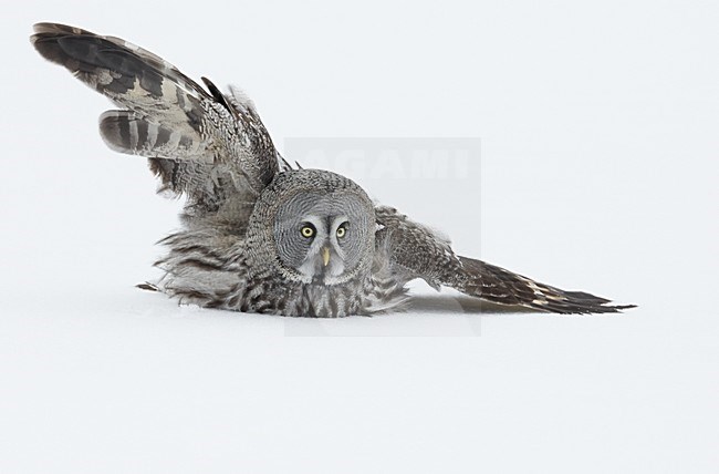 Jagende Laplanduil, Hunting Great Grey Owl stock-image by Agami/Markus Varesvuo,