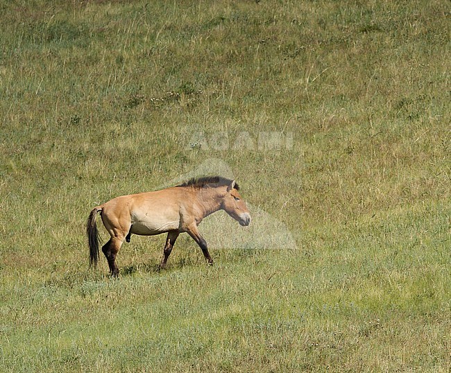 Przewalski's Horse (Equus przewalskii) in Khustain Nuruu National Park, Mongolia. Once extinct in the wild, now reintroduced. stock-image by Agami/James Eaton,