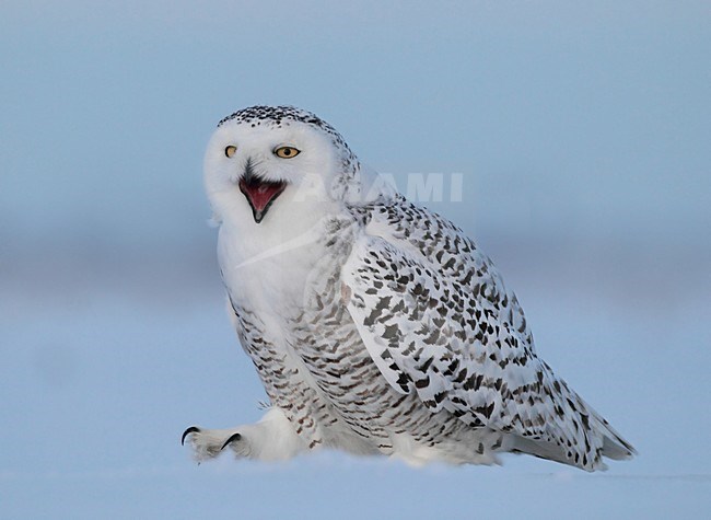 Sneeuwuil roepend, Snowy Owl calling stock-image by Agami/David Hemmings,