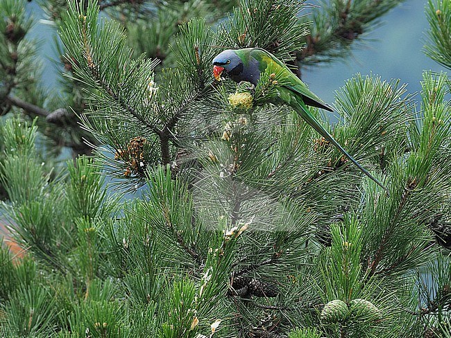 Lord Derby's Parakeet, Psittacula derbiana, in forest on edge of the Tibetan plateau, Qinghai, China. stock-image by Agami/James Eaton,