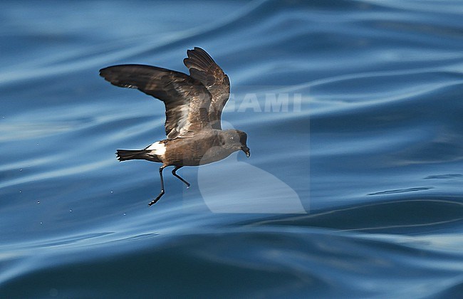 European Storm-Petrel ( Hydrobates pelagicus) off the coast of south Portugal stock-image by Agami/Eduard Sangster,