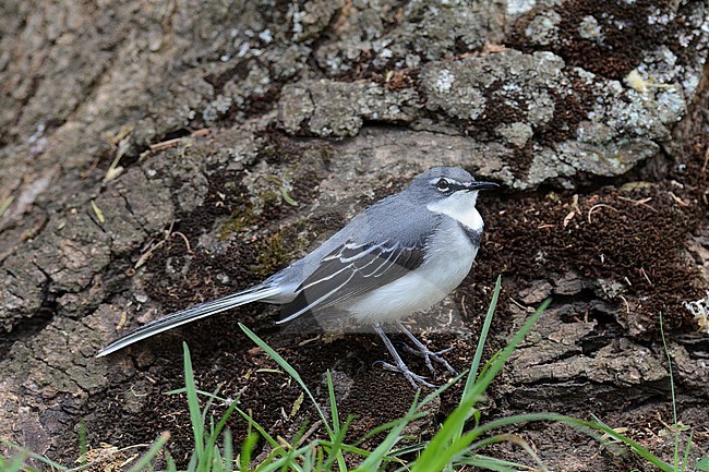 Mountain Wagtail (Motacilla clara) in Ethiopia. stock-image by Agami/Laurens Steijn,