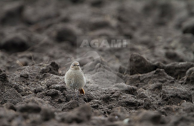 Black Redstart - Hausrotschwanz - Phoenicurus ochruros ssp. gibraltariensis, Germany, adult female stock-image by Agami/Ralph Martin,