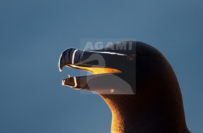 Alk close-up; Razorbill close up stock-image by Agami/Markus Varesvuo,