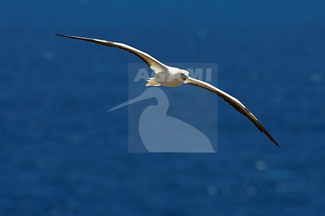 Volwassen Roodpootgent in de vlucht; Adult Red-footed Booby in flight stock-image by Agami/Martijn Verdoes,