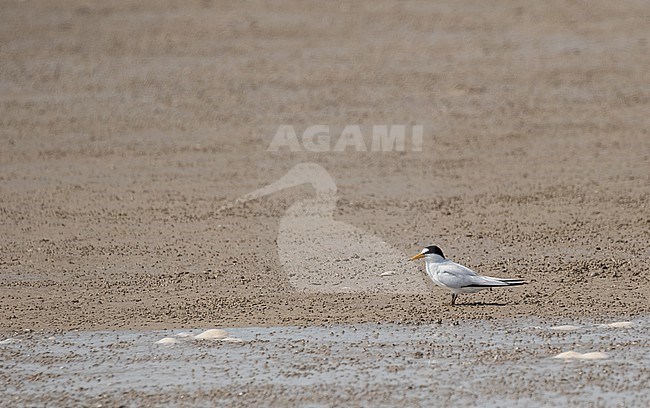 Adult Saunders's Tern, Sternula saundersi, in Iran. stock-image by Agami/Pete Morris,