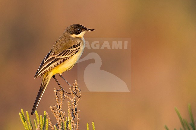 Black-headed Wagtail - Maskenstelze - Motacilla feldegg, Cyprus, adult female stock-image by Agami/Ralph Martin,