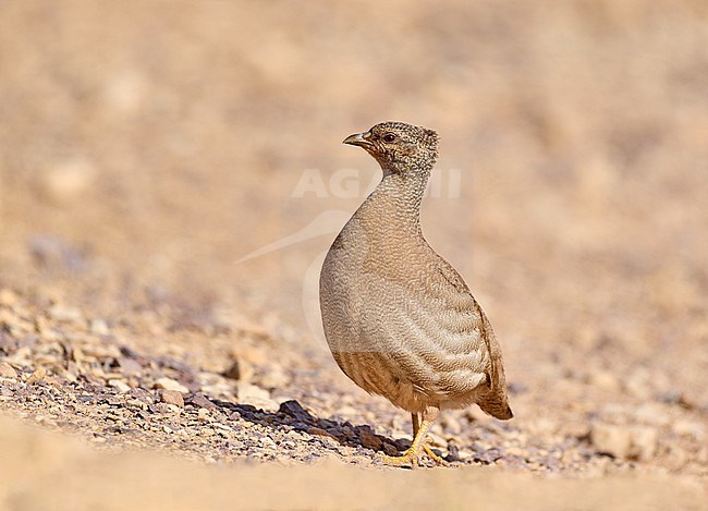 Sand Partridge (Ammoperdix heyi), female in the desert, Israel stock-image by Agami/Tomas Grim,