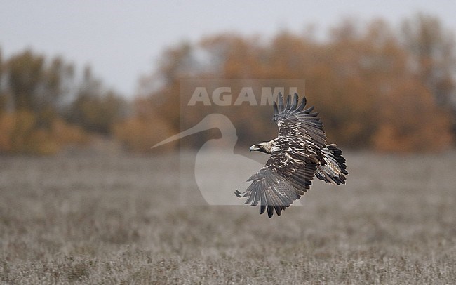 Spanish Imperial Eagle, Aquila adalberti, adult at Castilla-La Mancha, Spain stock-image by Agami/Helge Sorensen,