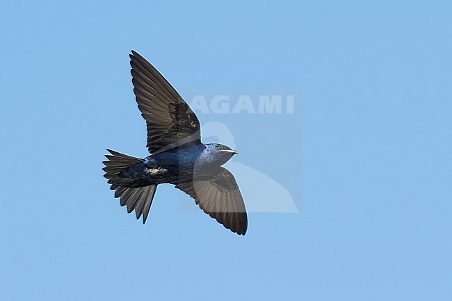 Adult male Purple Martin (Progne subis) in flight at Brazoria County, Texas, USA. stock-image by Agami/Brian E Small,