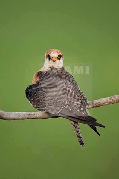 Roodpootvalk, Red-footed Falcon, Falco vespertinus stock-image by Agami/Marc Guyt,