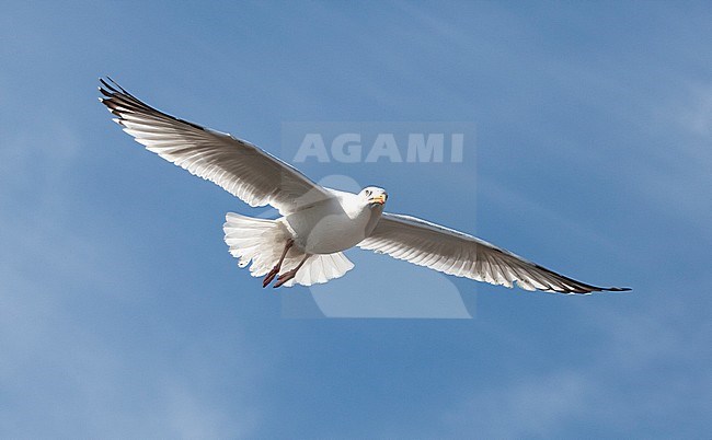European Herring Gull (Larus argentatus) adult in flight stock-image by Agami/Roy de Haas,