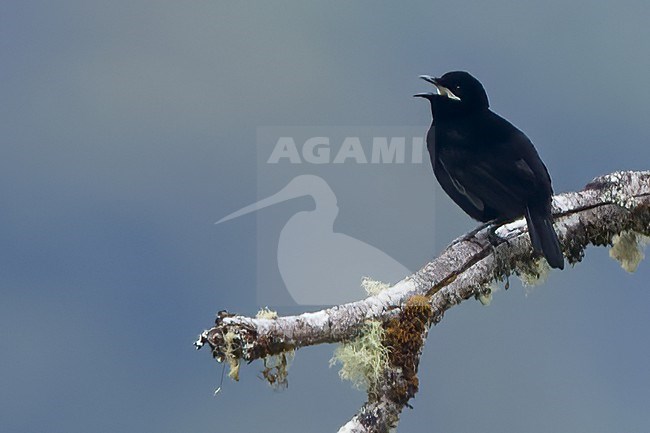 Loria's Satinbird (Cnemophilus loriae) Perched on a branch in Papua New Guinea stock-image by Agami/Dubi Shapiro,