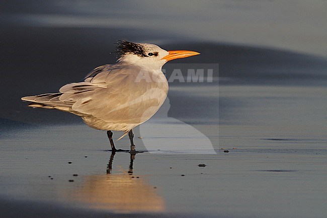 Adult American Royal Tern (Thalasseus maximus) in winter plumage standing on a beach in South Carolina, USA. stock-image by Agami/Ian Davies,