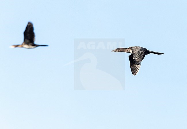 Pygmy Cormorant (Microcarbo pygmaeus) at the Bulgarian coast during autumn migration. stock-image by Agami/Marc Guyt,