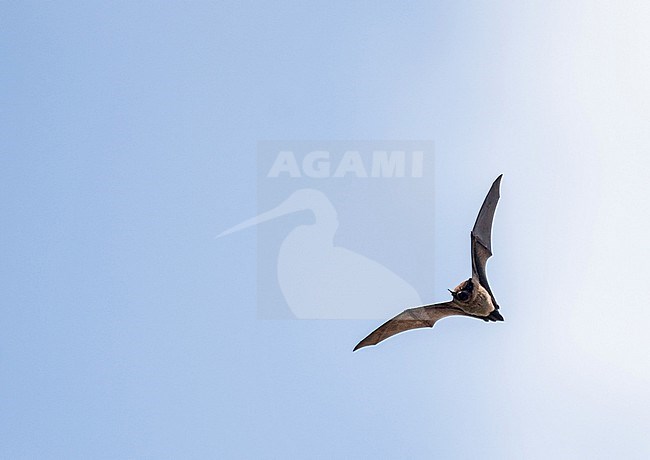 Azores noctule (Nyctalus azoreum) on the Azores, Portugal. stock-image by Agami/Pete Morris,