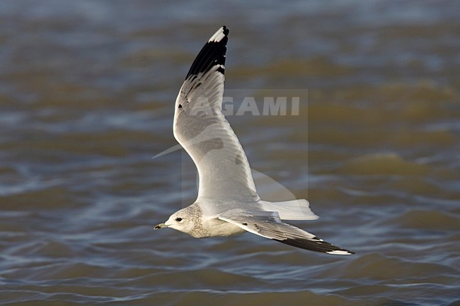 Stormmeeuw in de vlucht; Mew Gull in flight stock-image by Agami/Arie Ouwerkerk,