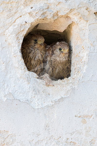 Lesser Kestrel (Falco naumanni), chicks at the entrance of the nest in a wall in Matera stock-image by Agami/Saverio Gatto,