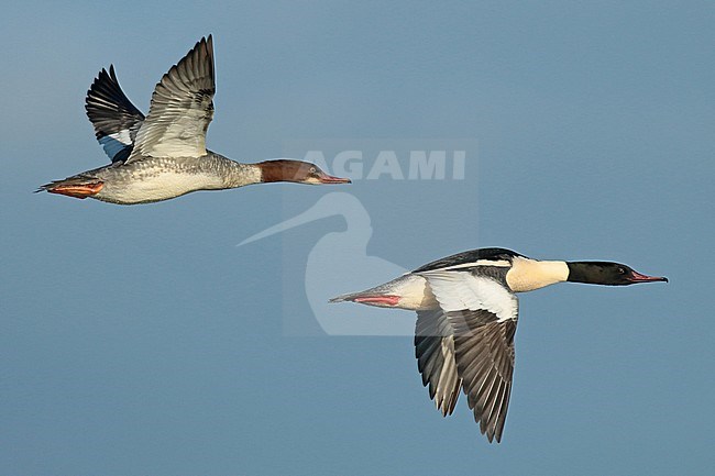 Common Merganser (Mergus merganser), two birds in flight, seen from the side, showing upper and underwing. stock-image by Agami/Fred Visscher,