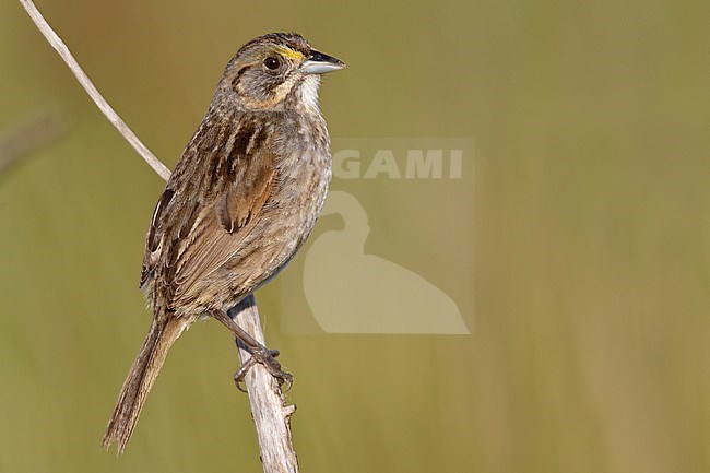 Adult 
Galveston Co., TX
April 2010 stock-image by Agami/Brian E Small,