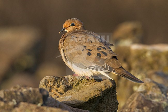 Treurduif, Mourning Dove (Zenaida macroura) stock-image by Agami/Vincent Legrand,