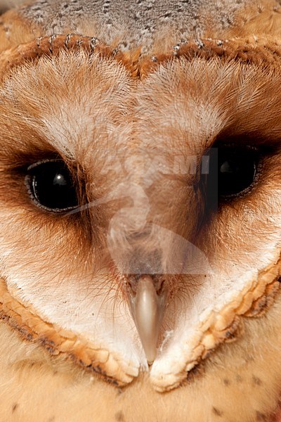 Close-up van een Kerkuil, Close up of a Barn Owl stock-image by Agami/Wil Leurs,