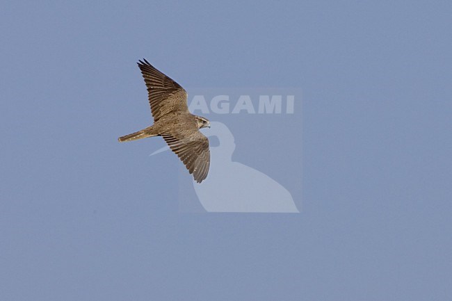 Saker flying; Sakervalk vliegend stock-image by Agami/Daniele Occhiato,