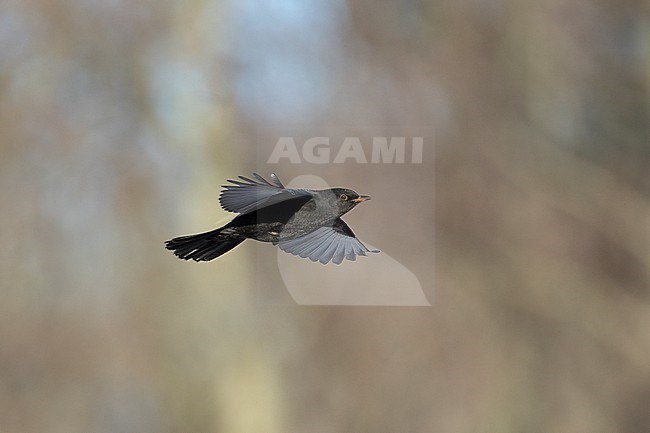 First-winter male Common Blackbird (Turdus merula) in flight at Rudersdal, Denmark stock-image by Agami/Helge Sorensen,