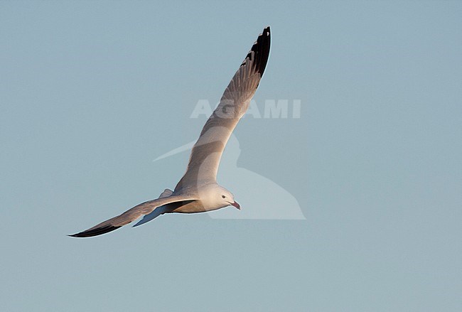 Audouin's Gull - Korallenmöwe - Larus audouinii, Spain (Mallorca), adult stock-image by Agami/Ralph Martin,