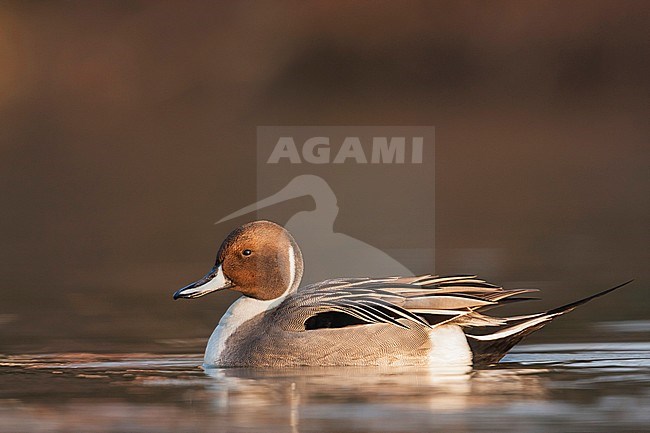 Northern Pintail, Pijlstaart, Anas acuta, Germany, adult male stock-image by Agami/Ralph Martin,
