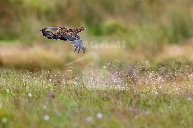 Red Grouse (Lagopus scotica) flying over the heather in Spartleton Hill, East Lothian, Scotland, United Kingdom. stock-image by Agami/Vincent Legrand,