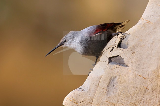 Winterkleed Rotskruiper op rotswand; Non breeding Wallcreeper on cliff face stock-image by Agami/Daniele Occhiato,