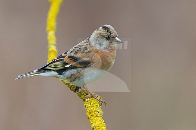 Keep; Brambling stock-image by Agami/Daniele Occhiato,