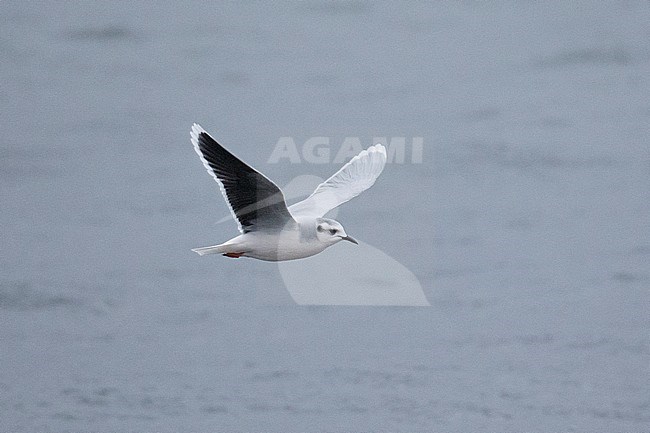 Dwergmeeuw, Little Gull, Hydrocoloeus minutus stock-image by Agami/Hugh Harrop,