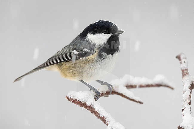 Coal Tit (Periparus ater), side view of an adult perched on a branch, Campania, Italy stock-image by Agami/Saverio Gatto,