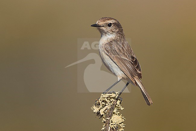 Canary Islands Chat; Saxicola dacotiae stock-image by Agami/Daniele Occhiato,