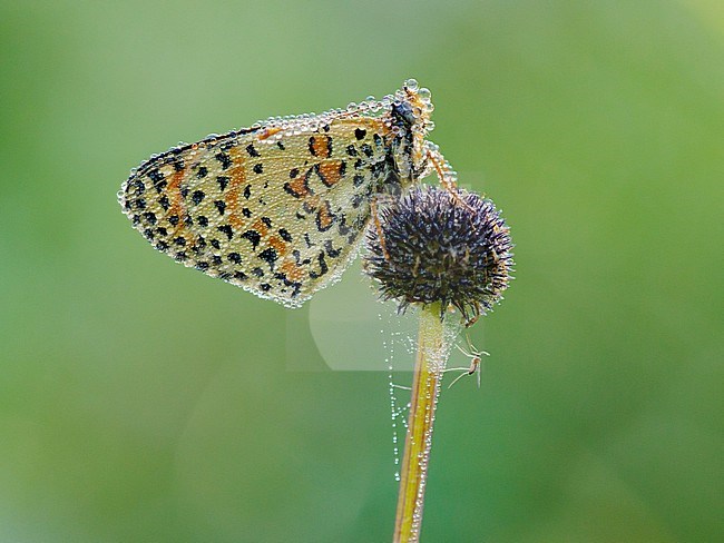 Spotted Fritillary; Melitaea didyma stock-image by Agami/Iolente Navarro,