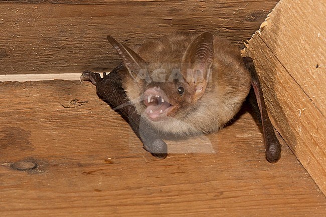 Vale Vleermuis, Greater Mouse-Eared Bat, Myotis Myotis stock-image by Agami/Theo Douma,