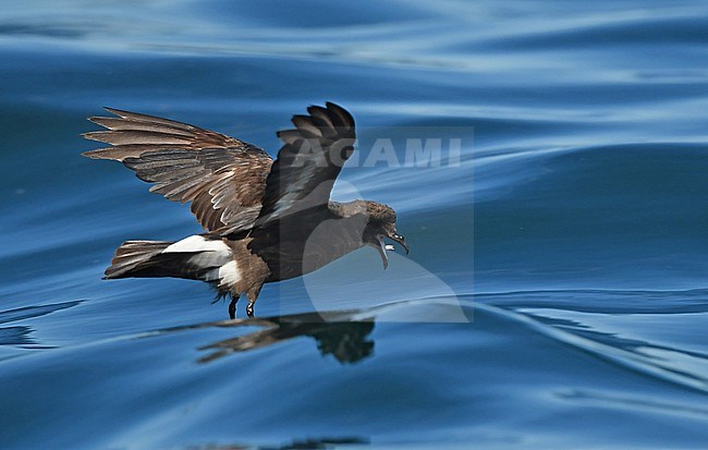 European Storm-Petrel ( Hydrobates pelagicus) off the coast of south Portugal stock-image by Agami/Eduard Sangster,