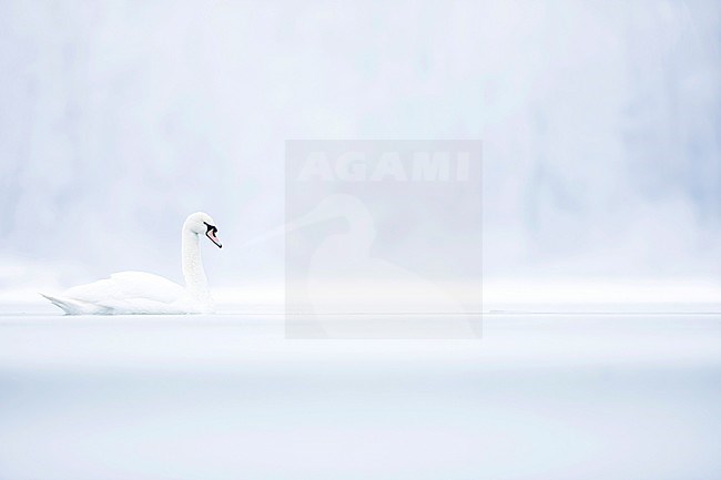 Mute Swan (Cygnus olor) swimming on frozen lake in snow covered landscape in France. stock-image by Agami/Ralph Martin,