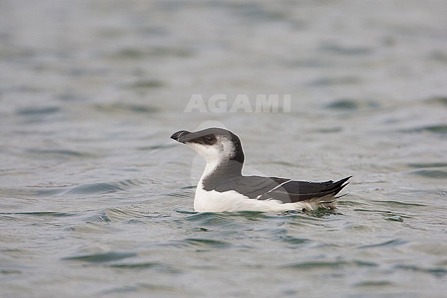 Adult Razorbill in winter plumage swimming in harbour of Terschelling, Netherlands. stock-image by Agami/Arie Ouwerkerk,