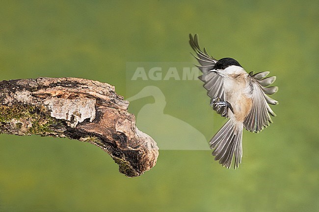 Marsh tit; Glanskop, Parus palustris stock-image by Agami/Alain Ghignone,