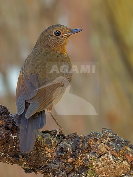 Vrouwtje Witstaart-callene, Female White-tailed Robin stock-image by Agami/Alex Vargas,