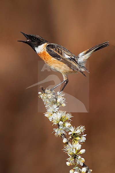 European Stonechat (Saxicola rubicola), adult male displaying on a Blackthorn branch, Campania, Italy stock-image by Agami/Saverio Gatto,