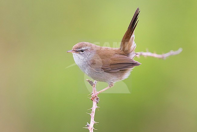 Cetti's Warbler, Cettia cetti, in Italy. Perched on a twig. stock-image by Agami/Daniele Occhiato,