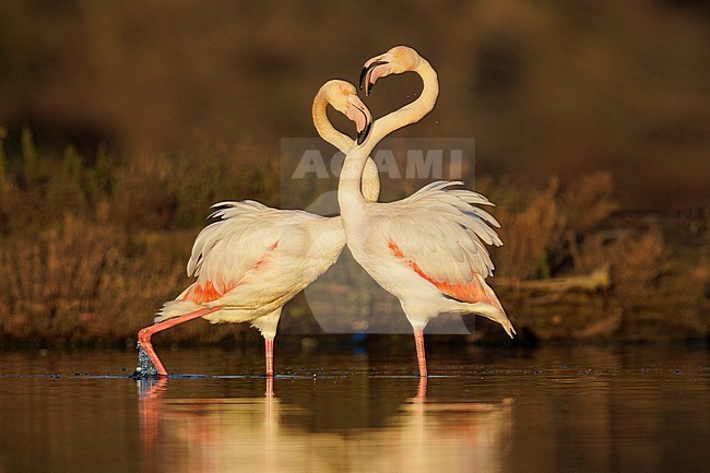 Greater Flamingo (Phoenicopterus roseus), two adults displaying, Lazio, Italy stock-image by Agami/Saverio Gatto,