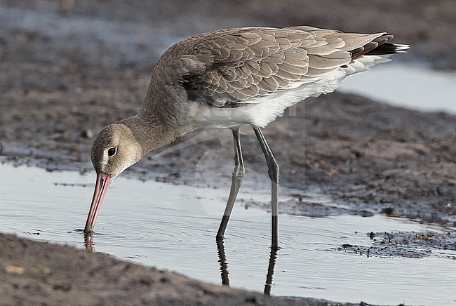 Icelandic Black-tailed Godwit (Limosa limosa islandica), adult in winter plumage standing, seen from the side. stock-image by Agami/Fred Visscher,