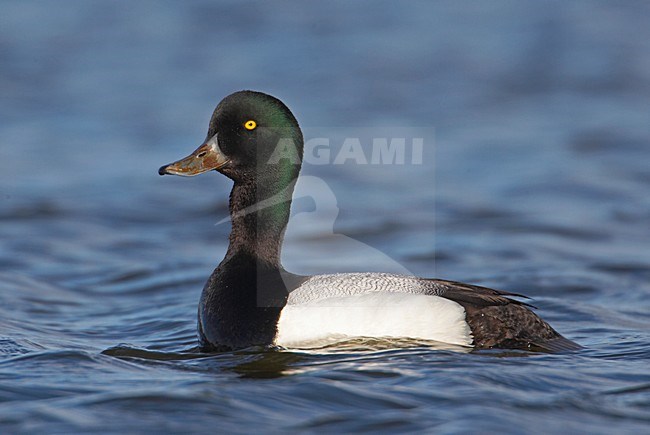 Adult mannetje Topper zwemmend; Adult male Greater Scaup swimming stock-image by Agami/Markus Varesvuo,