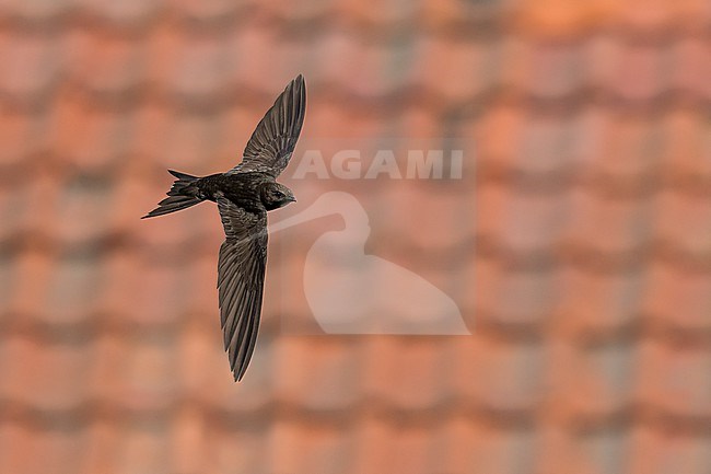 Common Swift (Apus apus) flying agains rooftops in Bulgaria. stock-image by Agami/Marcel Burkhardt,