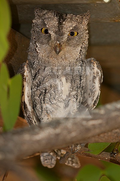 African Scops Owl (Otus senegalensis senegalensis), Namibia, adult stock-image by Agami/Ralph Martin,
